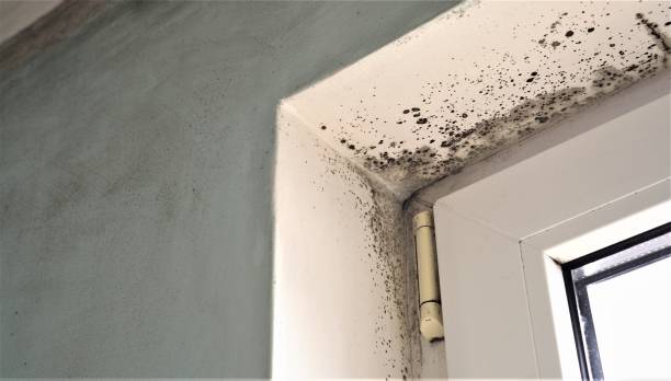 Mold Removal for HVAC Installations in Melbourne, FL