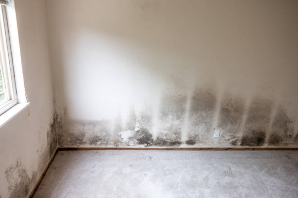 Biohazard Mold Removal in Melbourne, FL